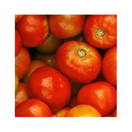 TOMATE MARTINIQUE