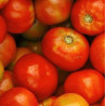 TOMATE MARTINIQUE