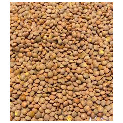 LENTILLES BLONDES 500G - BINA