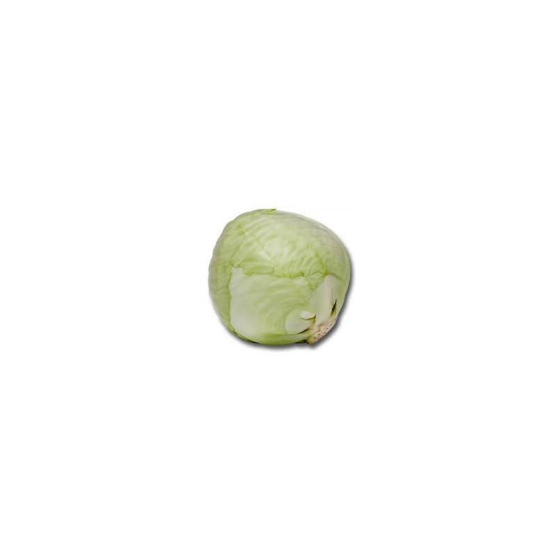 CHOUX BLANC KG