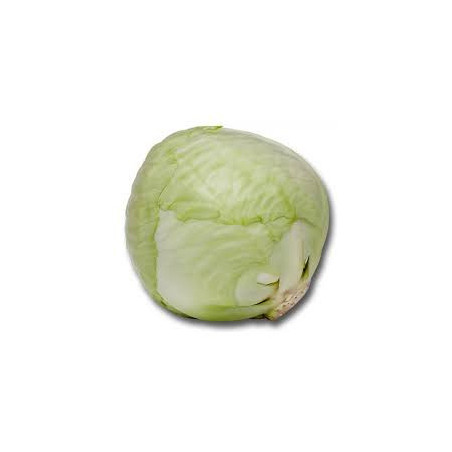 CHOUX BLANC KG